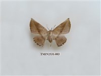 藏品(尺蛾4)的圖片